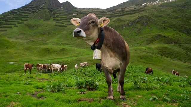 Freiheit für die Schweizer Milchkühe